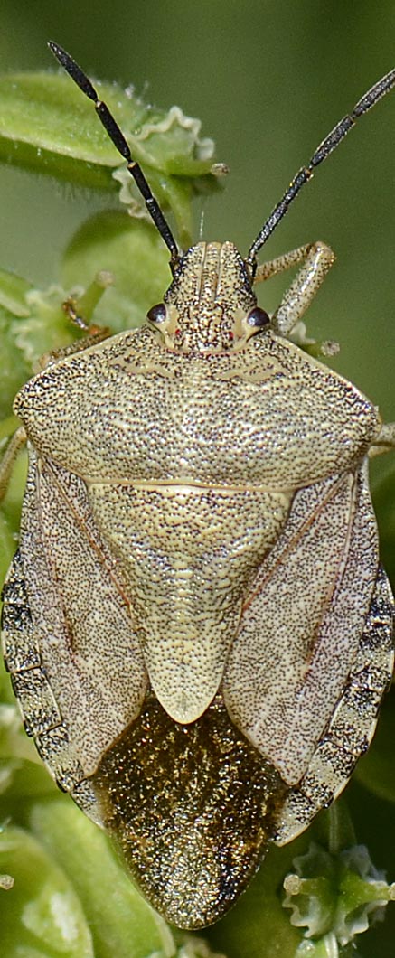 Pentatomidae: Carpocoris melanocerus del Trentino (TN)